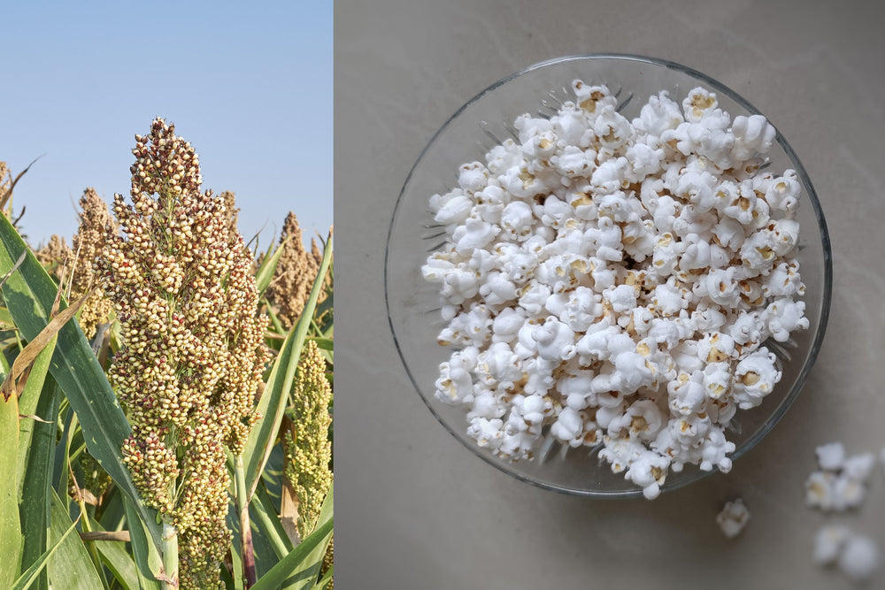 75 White Popping Sorghum (Sorghum Bicolor) Seeds