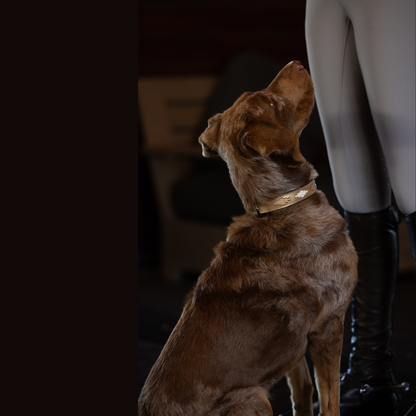 Gilded Solstice Leather Dog Collar