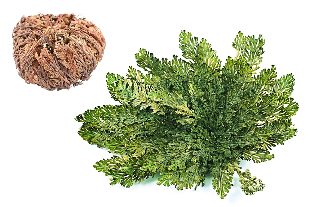 Live Resurrection Plant (Rose of Jericho, Dinosaur Fern)
