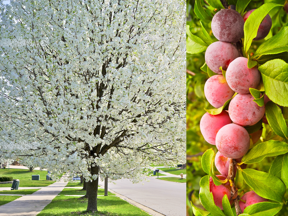 5 American Plum (Prunus Americana) Seeds