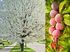 5 American Plum (Prunus Americana) Seeds