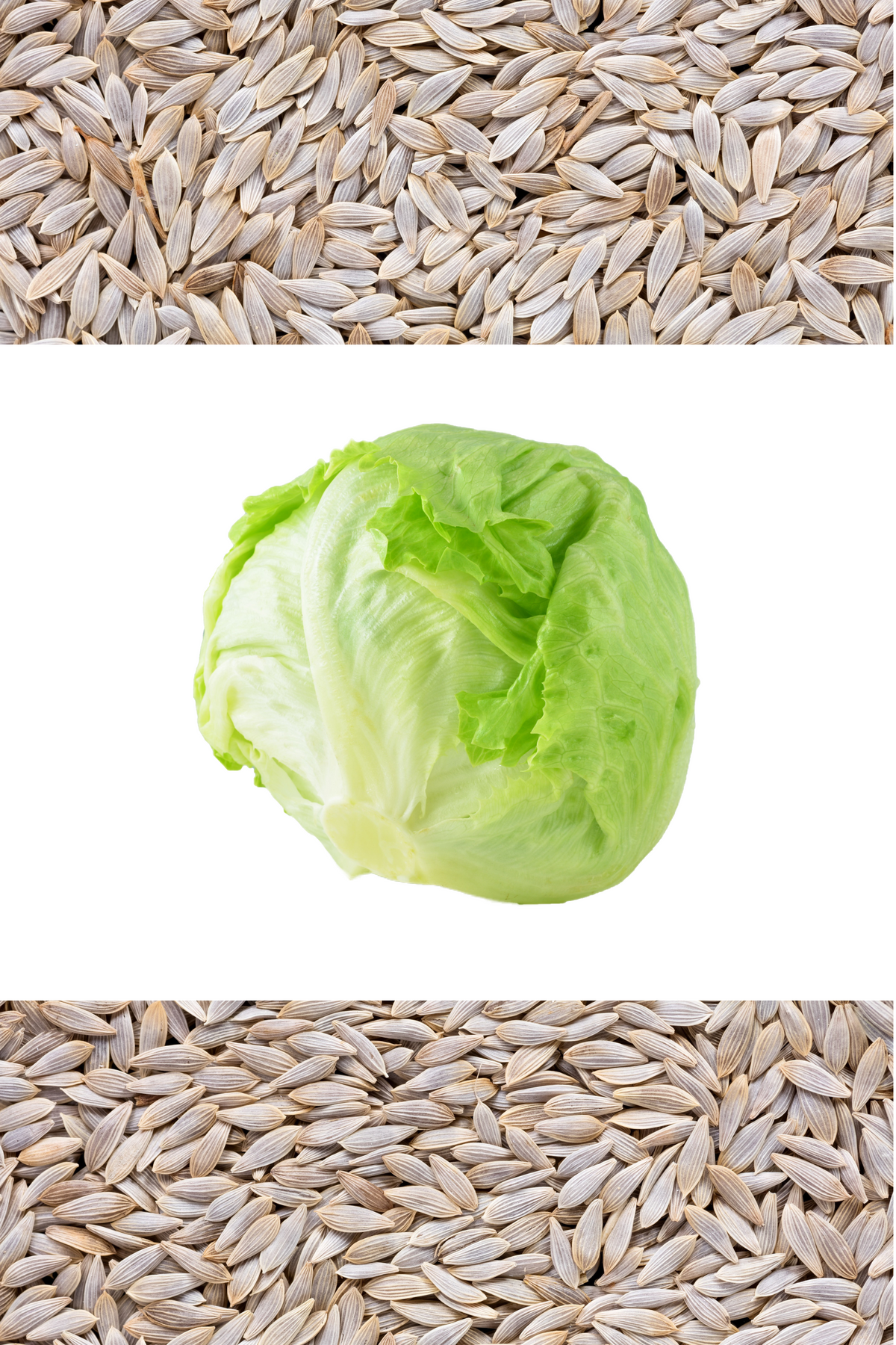 3000 ICEBERG HEAD LETTUCE Lactuca Sativa Vegetable Seeds
