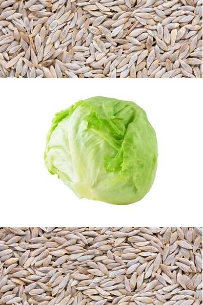 3000 ICEBERG HEAD LETTUCE Lactuca Sativa Vegetable Seeds