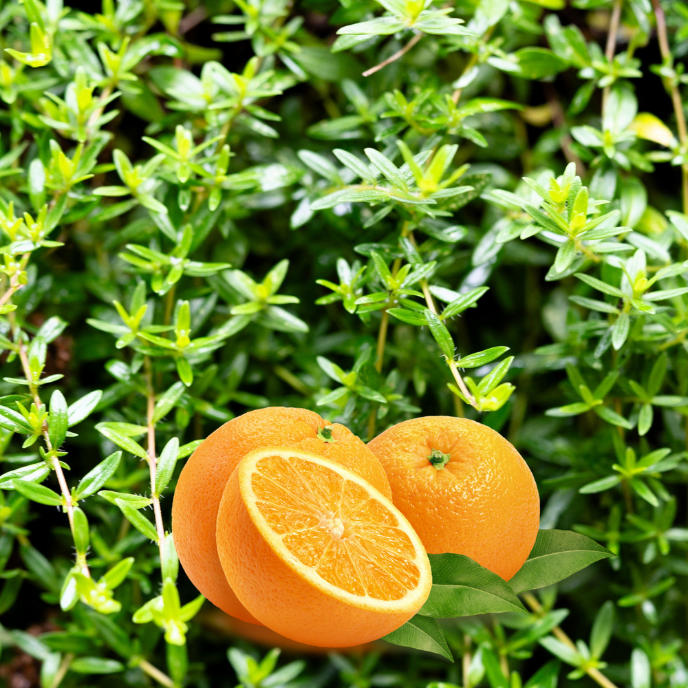 30 Orange Thyme Orangelo (Thymus Vulgaris Fragrantissimus) Seeds
