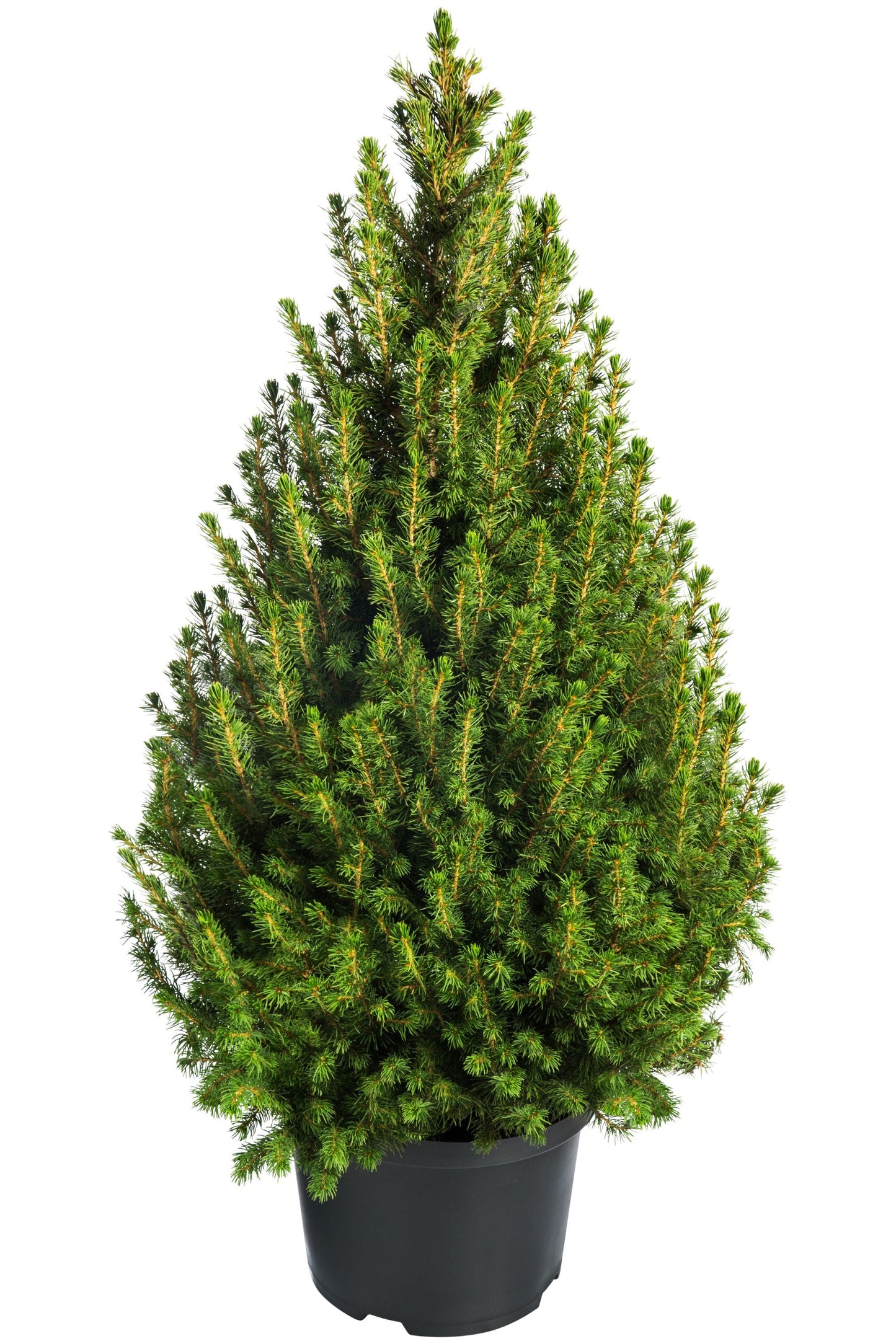 60 Common Juniper (Juniperus Communis) Seeds