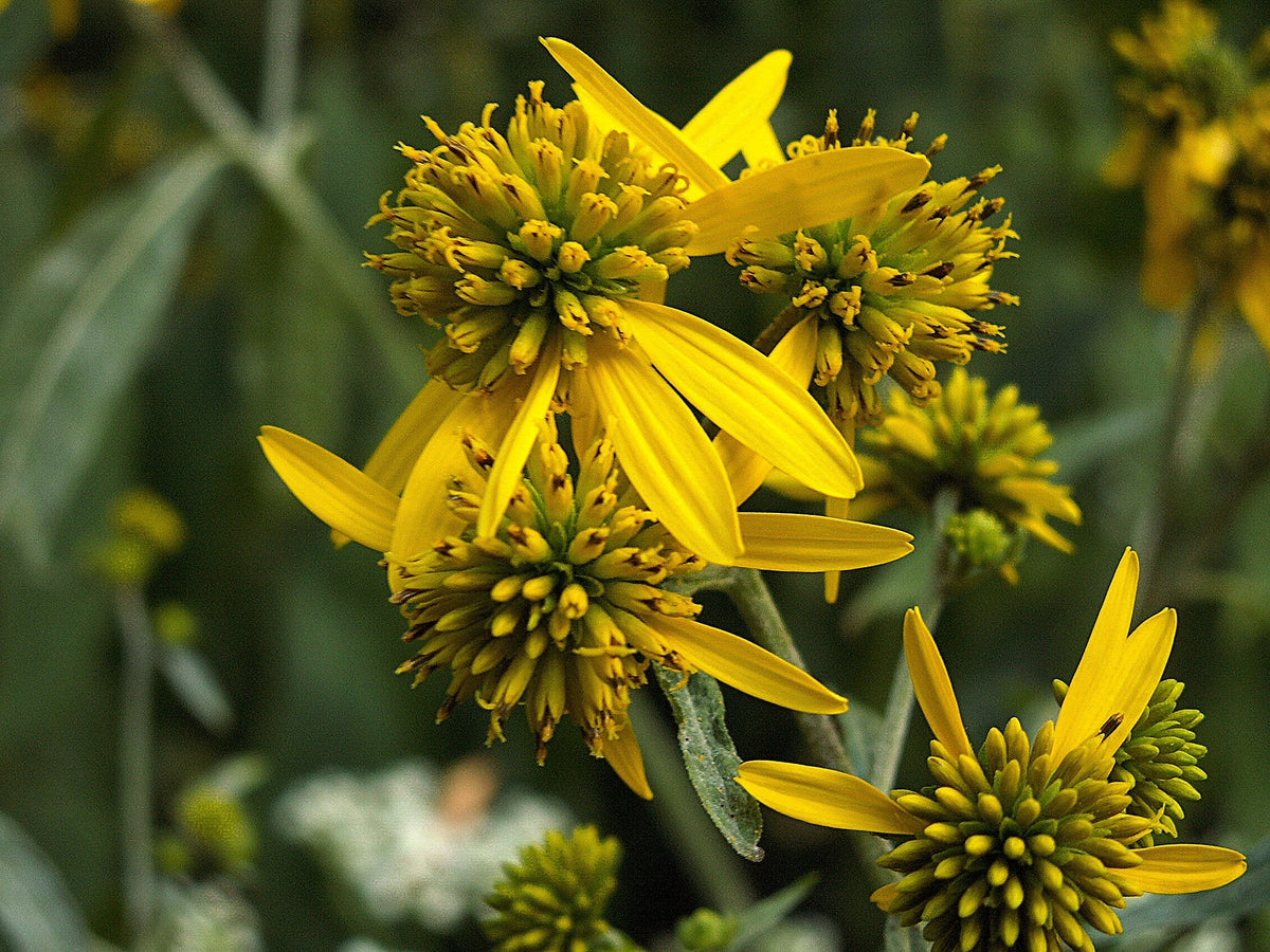 Wingstem (Verbesina alternifolia) Seeds – 250 ct