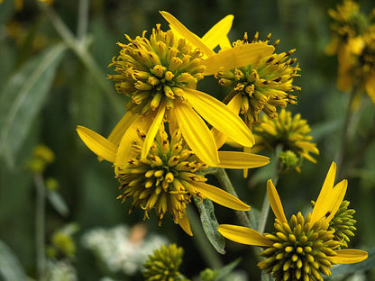 Wingstem (Verbesina alternifolia) Seeds – 250 ct