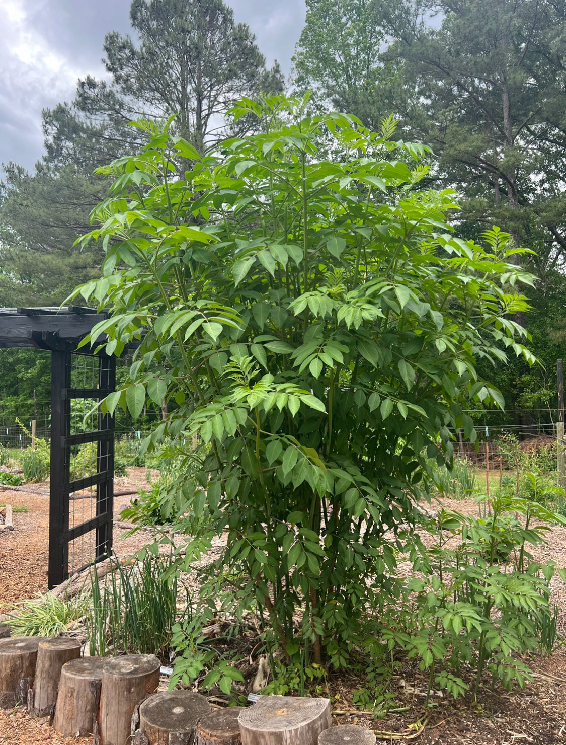 "Marge" European Elderberry