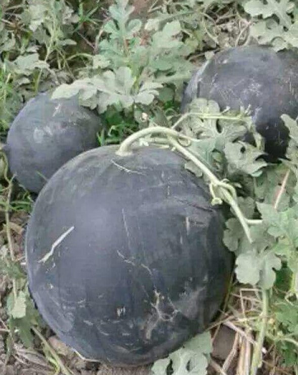 Watermelon-Midnight