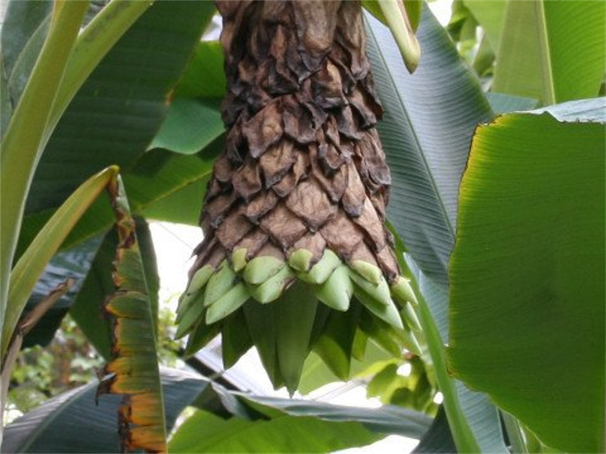 Snow Banana Tree (Ensete Glaucum) Seeds