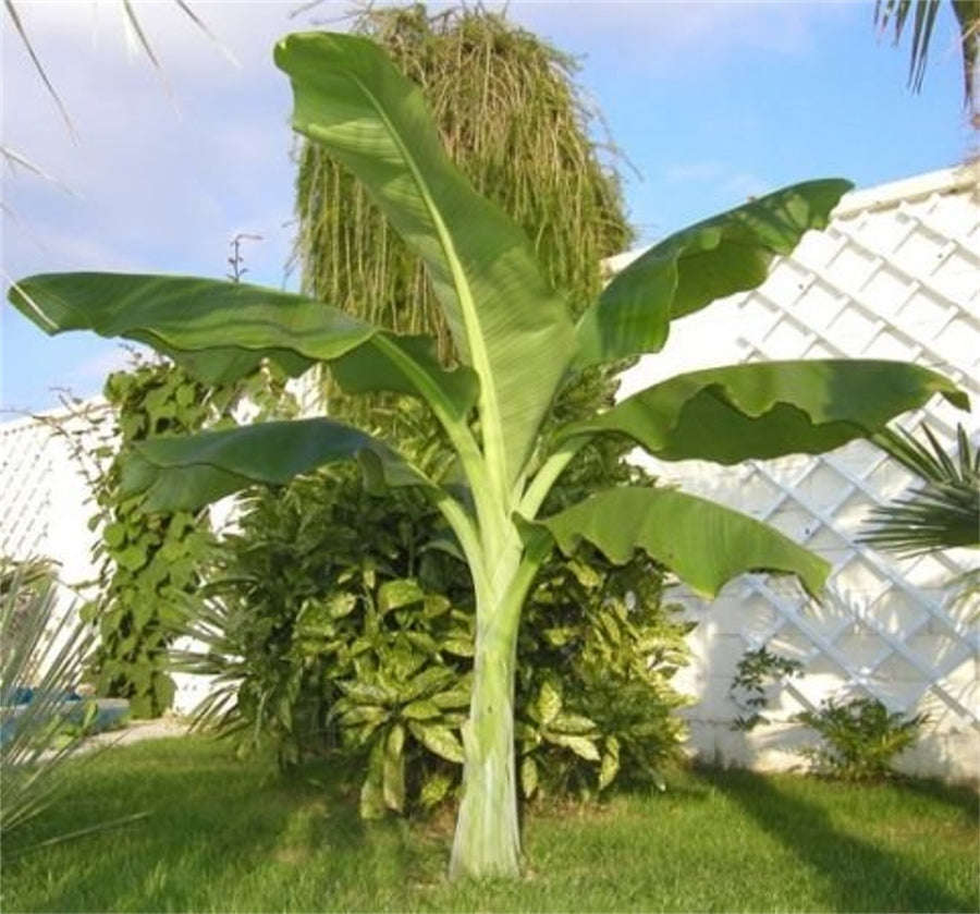 Snow Banana Tree (Ensete Glaucum) Seeds