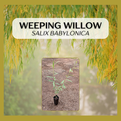 Weeping Willow (Salix babylonica) seedling
