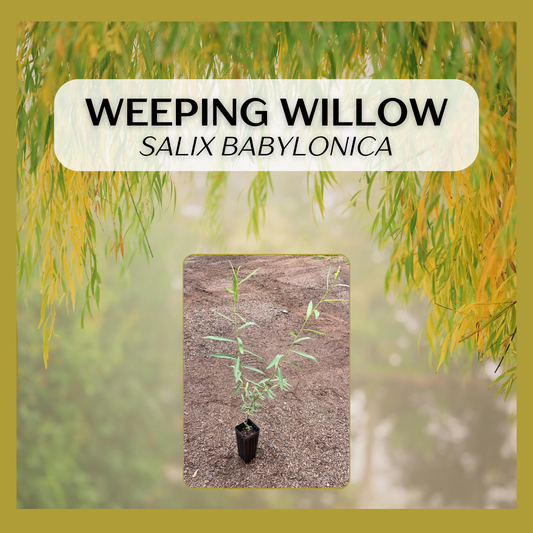 Weeping Willow (Salix babylonica) seedling