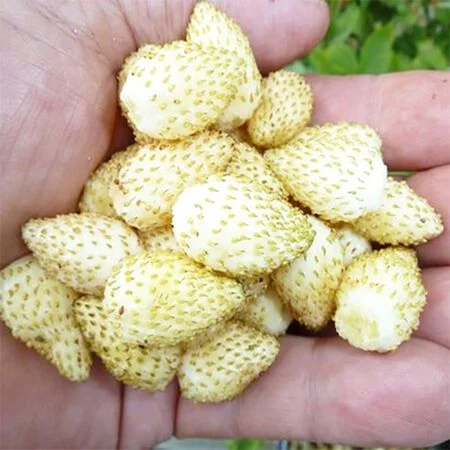 White Soul Strawberry – 100 Seeds
