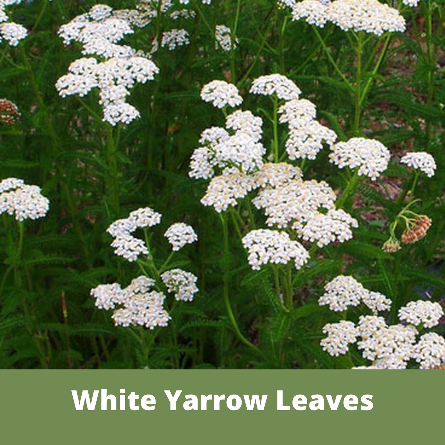 White Yarrow Eco-Friendly Seeding Kit