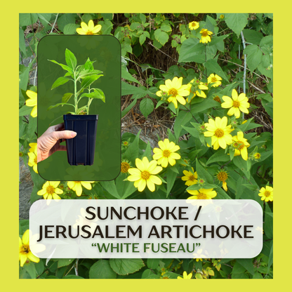 Jerusalem Artichoke/Sunchoke (Helianthus tuberosus)