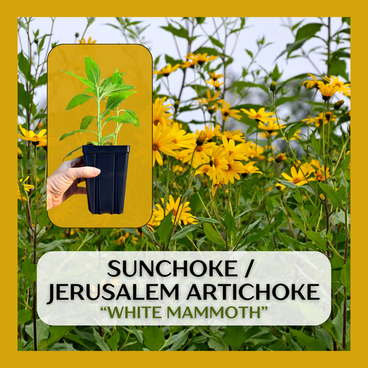 Jerusalem Artichoke, Sunchoke (Helianthus tuberosus) seedling