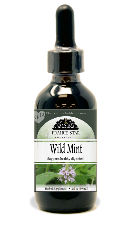 Wild Mint Tincture or Glycerite