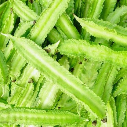 Winged Bean-Vimaan