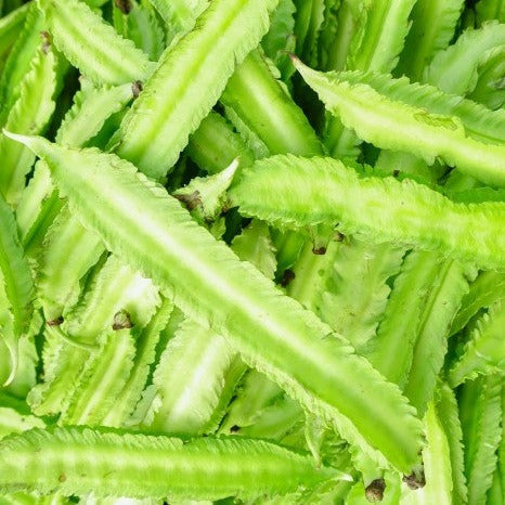 Winged Bean-Vimaan