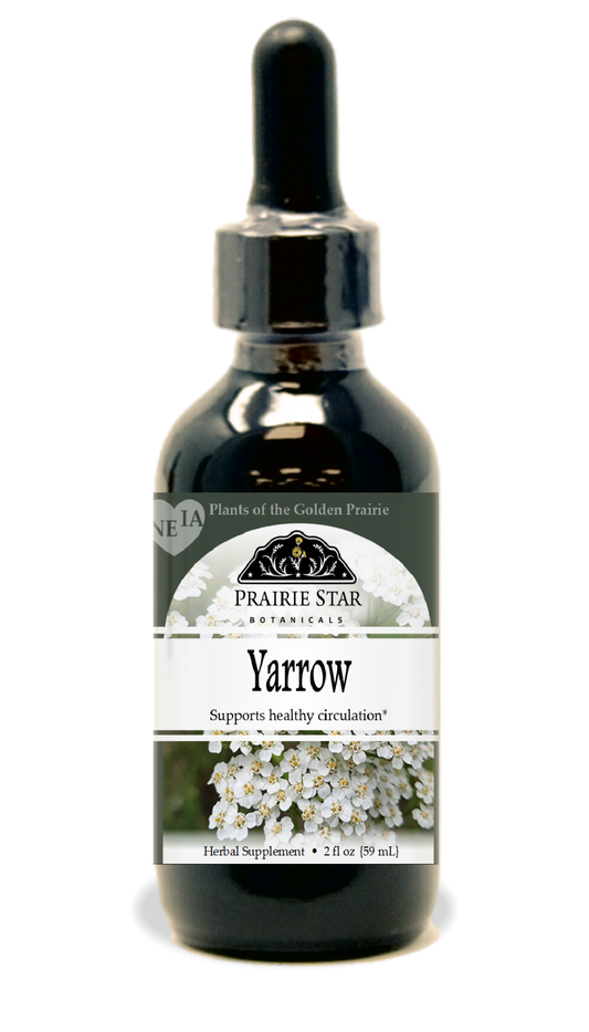 Yarrow Tincture or Glycerite