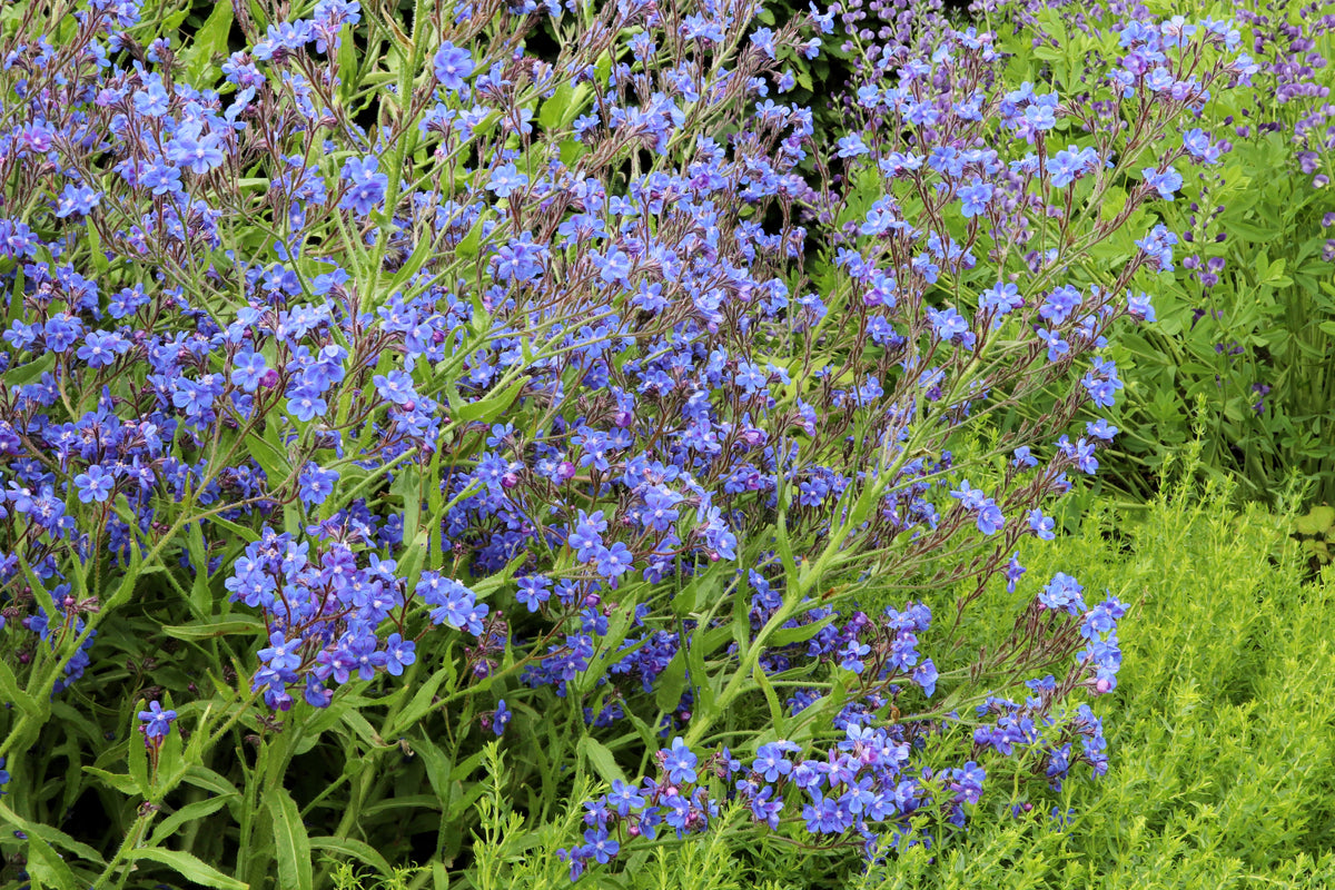 Blue Italian Alkanet (Anchusa capensis) Seeds – 100 ct