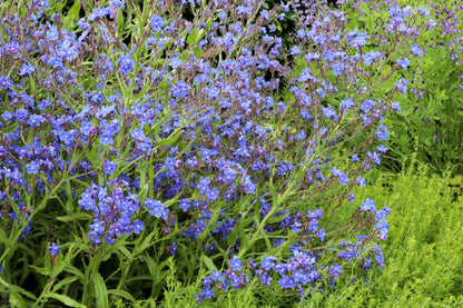 Blue Italian Alkanet (Anchusa capensis) Seeds – 100 ct