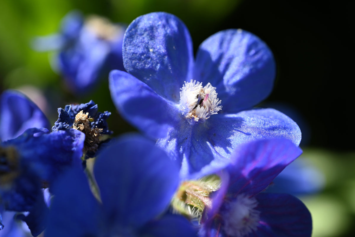 Blue Italian Alkanet (Anchusa capensis) Seeds – 100 ct