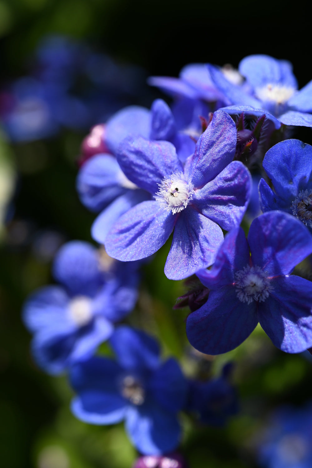 Blue Italian Alkanet (Anchusa capensis) Seeds – 100 ct