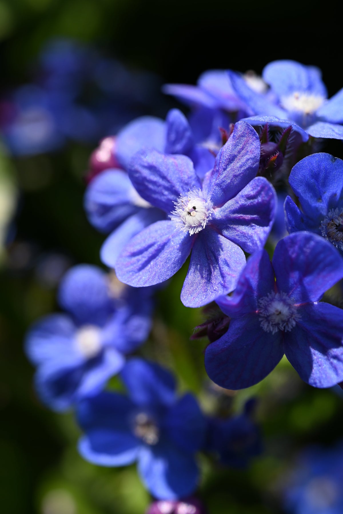 Blue Italian Alkanet (Anchusa capensis) Seeds – 100 ct