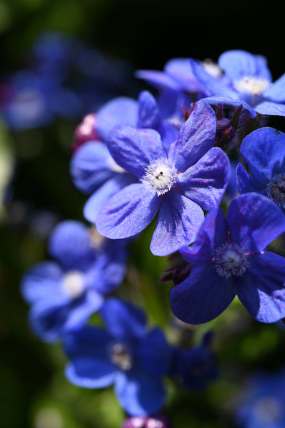 Blue Italian Alkanet (Anchusa capensis) Seeds – 100 ct