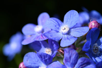 Blue Italian Alkanet (Anchusa capensis) Seeds – 100 ct