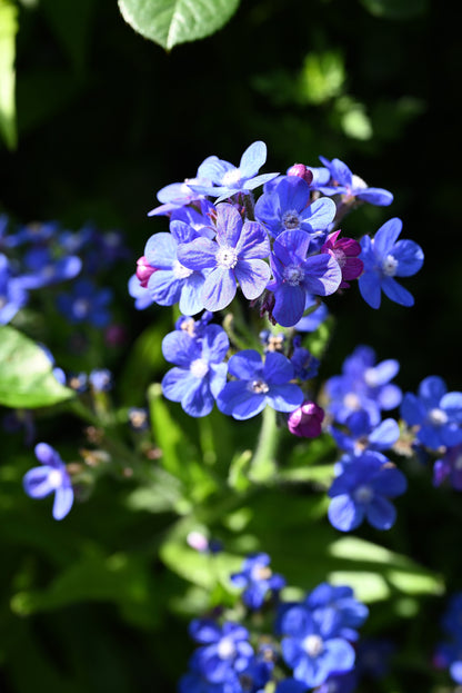 Blue Italian Alkanet (Anchusa capensis) Seeds – 100 ct