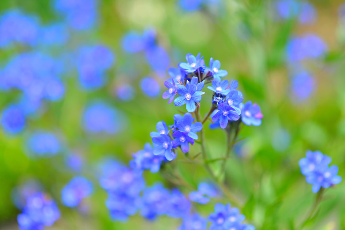 Blue Italian Alkanet (Anchusa capensis) Seeds – 100 ct