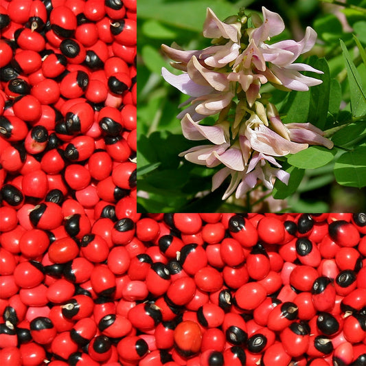 Rosary Pea (Abrus precatorius) Seeds