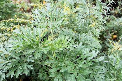 Absinthe Wormwood (Artemisia absinthium) Seeds – 500 ct