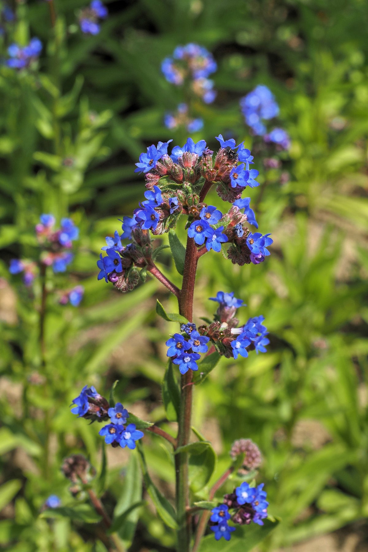 Blue Italian Alkanet (Anchusa capensis) Seeds – 100 ct