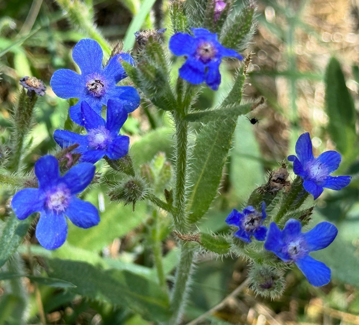 Blue Italian Alkanet (Anchusa capensis) Seeds – 100 ct