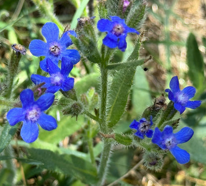 Blue Italian Alkanet (Anchusa capensis) Seeds – 100 ct