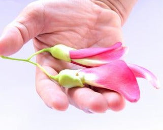 Hummingbird Tree Seeds-Agathi Keerai