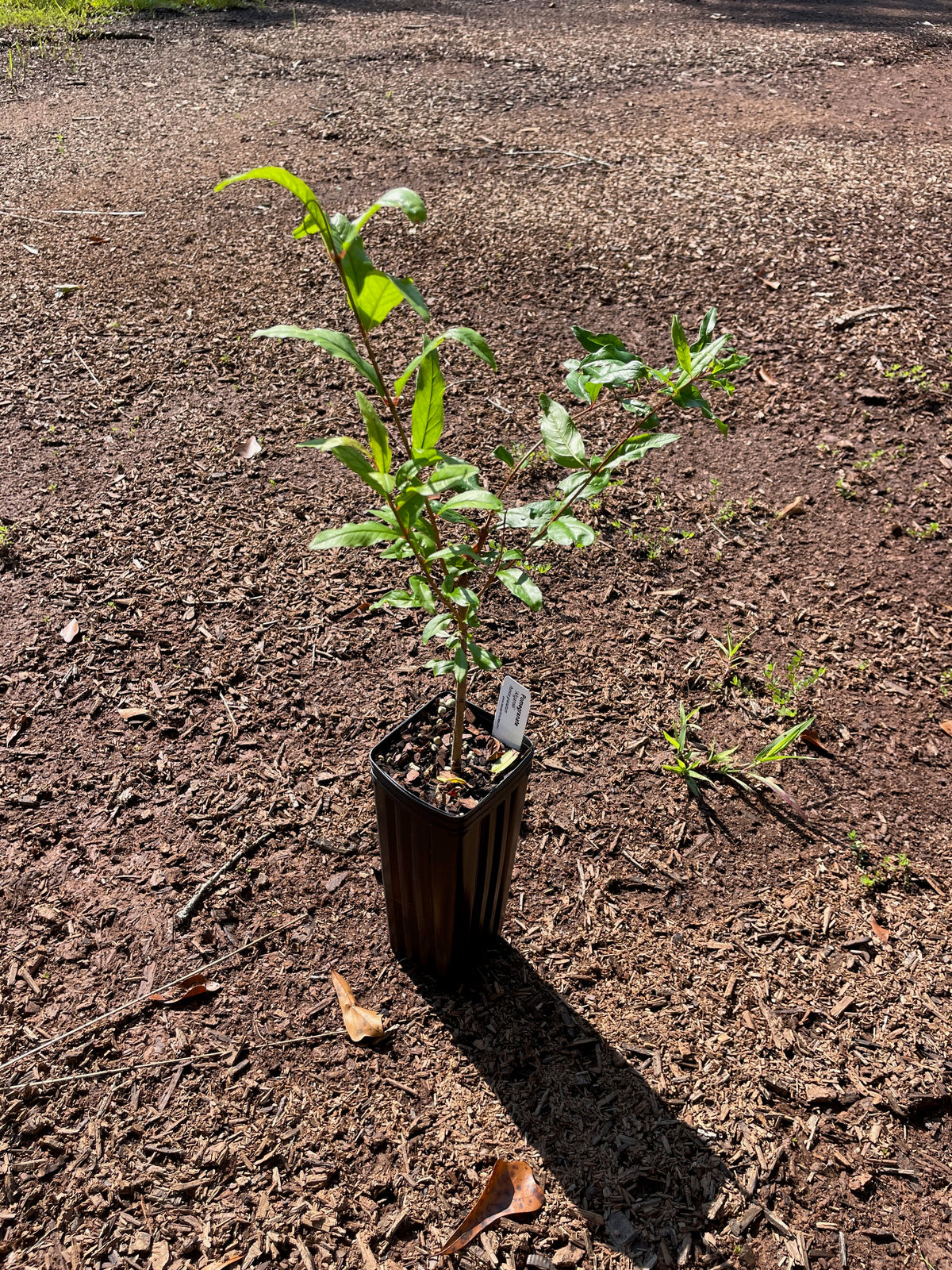 Salavatski Russian Pomegranate (Punica granatum) seedling