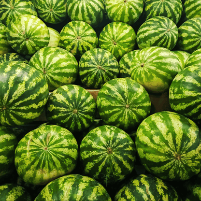 All Sweet Watermelon – 25 Seeds