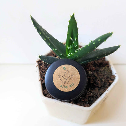 Aloe Mix Seeds
