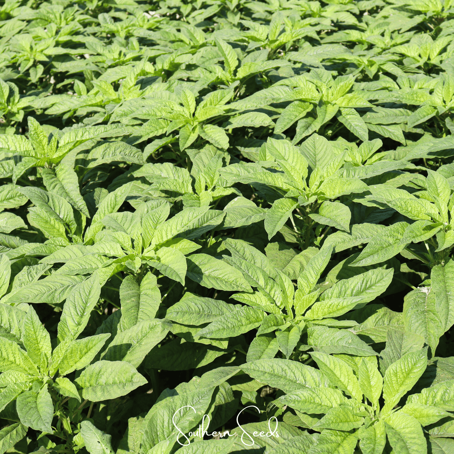 Green Callaloo Amaranth – 100 Seeds