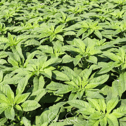 Green Callaloo Amaranth – 100 Seeds