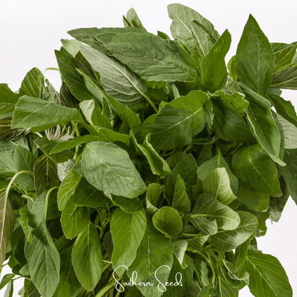 Green Callaloo Amaranth – 100 Seeds