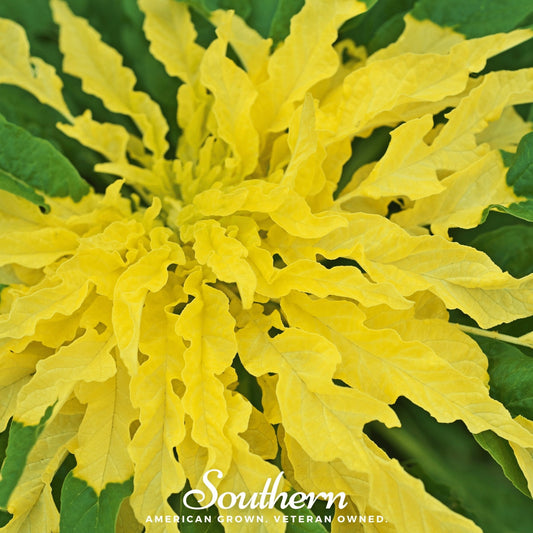 Yellow Amaranth – 100 Seeds