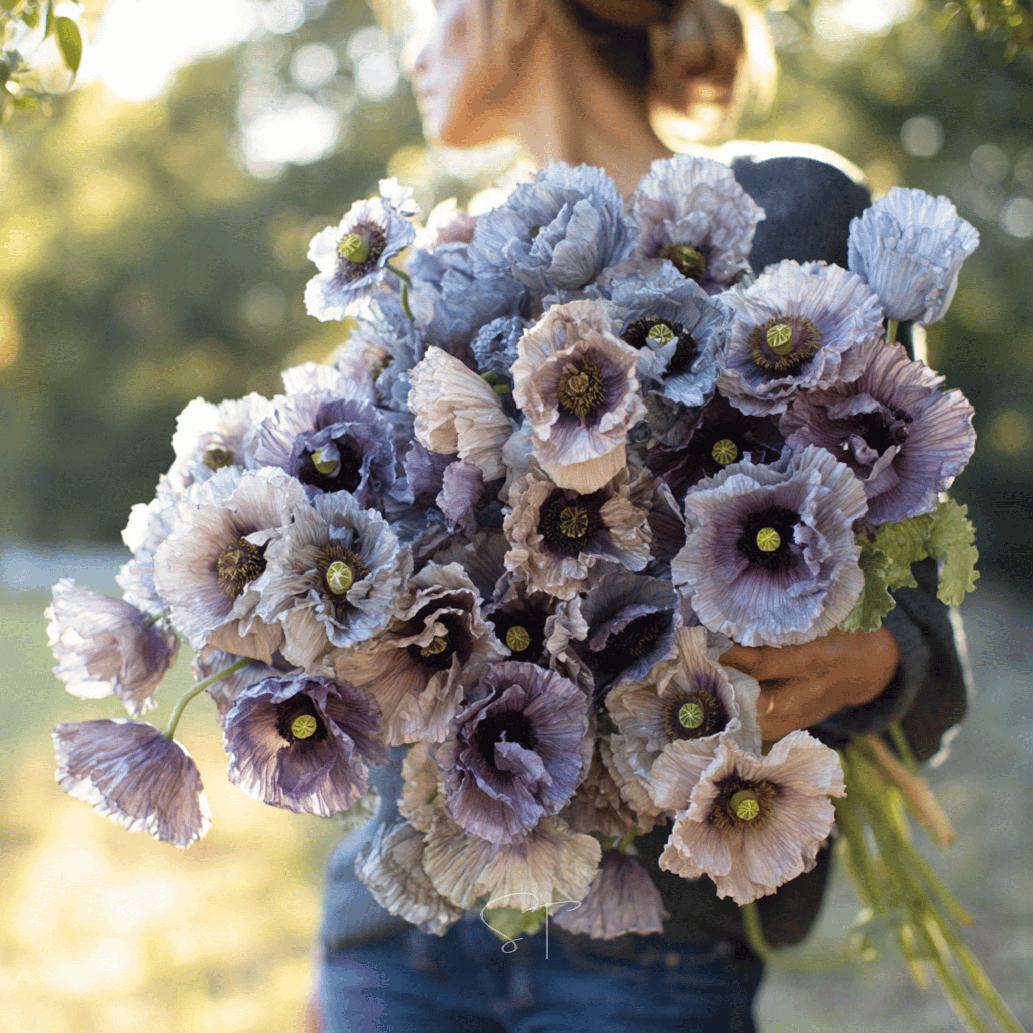 Amazing Grey Poppy – 25 Seeds – Haven Herbs