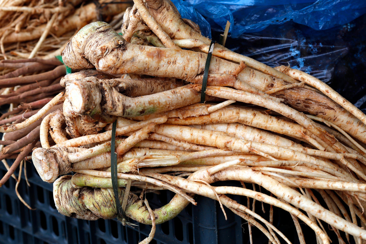 American Ginseng (Panax quinquefolius) Seeds – 25 ct