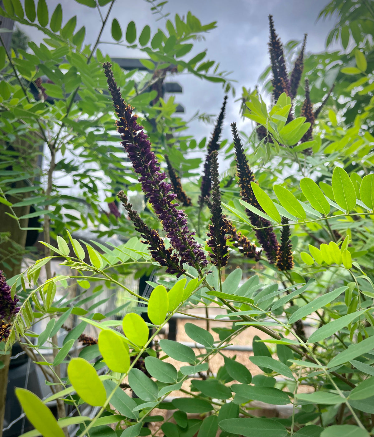 False Indigo (Amorpha fruticosa) seedling